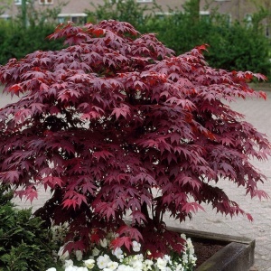 Arbust ornamental - Artar Japonez Acer Atropurpureum - ghiveci P9