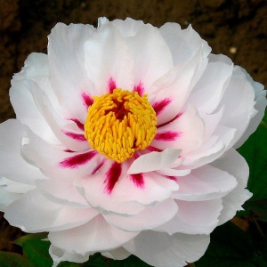 Arbust ornamental - Bujor arbustiv Fairy Moon - ghiveci 3L