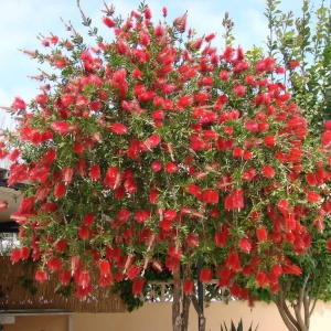 Arbust ornamental - Callistemon Citrinus - Ghiveci 3L - H 90-120 cm - Img 2