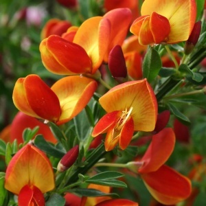 Arbust ornamental - Cytisus - Lena - ghiveci 1.5L