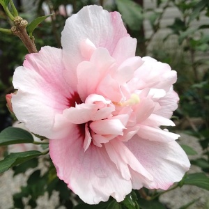 Arbust ornamental - Hibiscus Syriacus Dublu - Adonis - Img 2