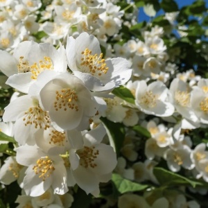 Arbust ornamental - Iasomie de grădină - Philadelphus Lemoniei -ghiveci 2l