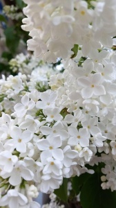 Arbust ornamental - Liliac Monique Lemoine - ghiveci 2L - înălțime la livrare 70-90cm - Aqua Flowers - Img 3