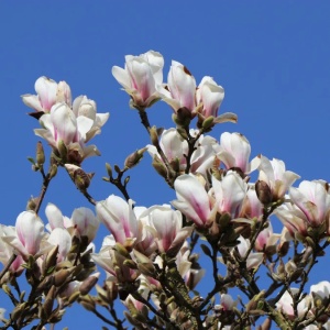 Arbust ornamental - Magnolia Soulangeana Alba Superba - Ghiveci - Img 2