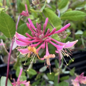 Arbust ornamental - Mâna Maicii Domnului / Caprifoi Lonicera Pink – Ghiveci - Aqua Flowers - Img 3