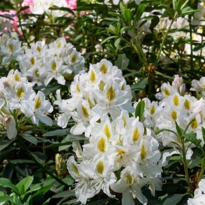 Arbust ornamental - Rhododendron Madame Masson Inkarho - Ghiveci