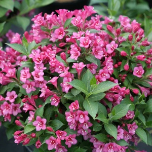 Arbust ornamental - Weigela - Pink