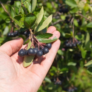 Aronia Melanocarpa Viking - Radacina Ambalata - Anul 2 - Img 2