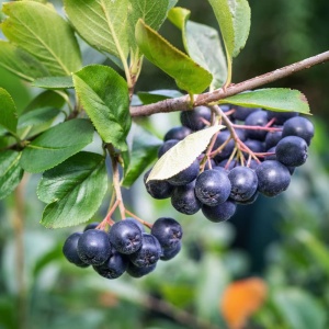 Aronia Nero - Ghiveci - Ghiveci P9 - Anul 2