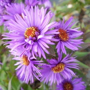 Aster - Purple Dome – Pachet 1 Rădăcină - Aqua Flowers - Img 1