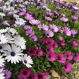 Aster - Steluta – Mix 3 culori - Ghiveci P12 – Ghiveci - Aqua Flowers - Img 4