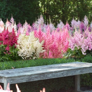Astilbe - Mix – Pachet 3 Rădăcini