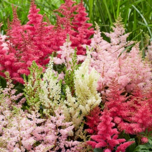 Astilbe - Mix – Pachet 3 Rădăcini