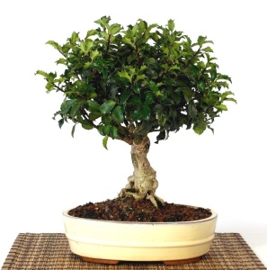 Bonsai Ilex - Arbore de crestatina - Img 2