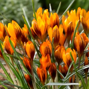 Branduse - Crocus - Orange Monarch Pachet 5 Bulbi (Copy 1)