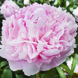 Bujor - Sarah Bernhardt – Pachet 1 rădăcină - Aqua Flowers - Img 2