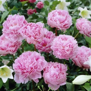 Bujor - Sarah Bernhardt – Pachet 1 rădăcină - Aqua Flowers - Img 3