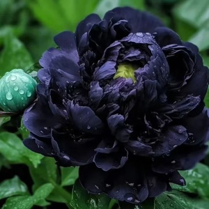 Bulb Bujor - Black Beauty 1 Rizom - Img 3