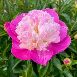 Bulb Bujor - Bowl of Beauty
