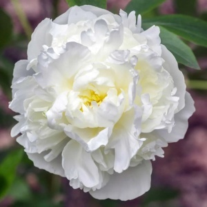 Bulb Bujor - Duchesse De Nemours