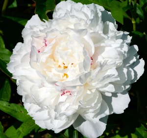 Bulb Bujor -Festiva Maxima