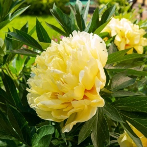 Bulb Bujor - Laura Dessert (Galben)