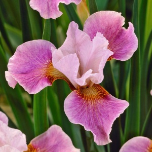 Bulb Iris sibirica – Pink Royal Glow – Pachet: 1 bulb