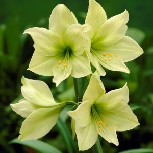 Bulbi Amaryllis - Lemon Lime - 1 bulb