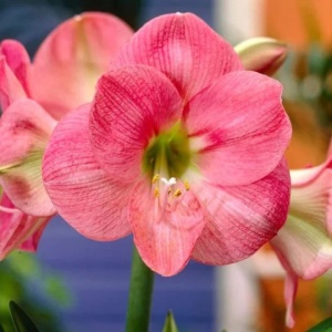 Bulbi Amaryllis Susan