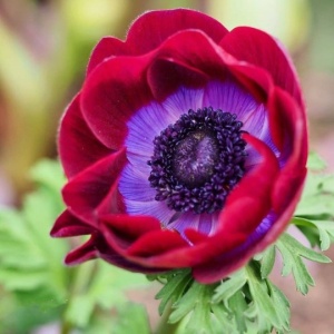 Bulbi Anemone Mistral Bordeaux - Pachet 10 Bulbi