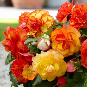 Bulbi Begonia Mix – Pachet 3 Bulbi - Aqua Flowers - Img 2