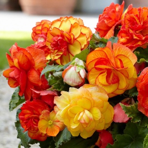 Bulbi Begonia Mix – Pachet 3 Bulbi - Aqua Flowers