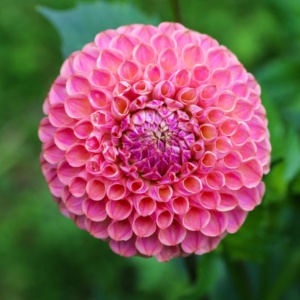 Bulbi Dalia Gigant Pink Harmony - 1 Bucată (Rădăcină)