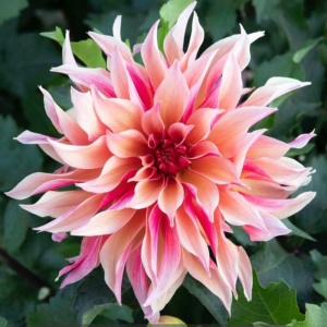 Bulbi Dalia Gigant - Rosabella - 1 Bucată (Rădăcină)