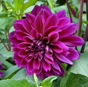 Bulbi Dalia - Purple Pitica - Pachet 1 bulb - Aqua Flowers - Img 2