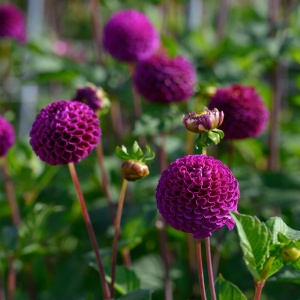 Bulbi Dalia - Rocco - Pachet 1 bulb - Aqua Flowers - Img 2