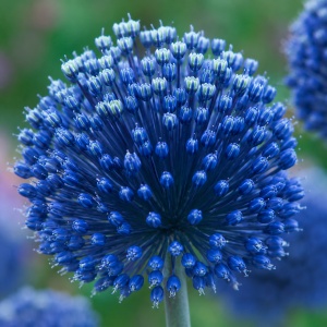 Bulbi de Allium Blue - Pachet 5 Bulbi