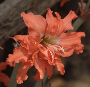 Bulbi de Amaryllis Flamenco - Pachet 1 Bulb