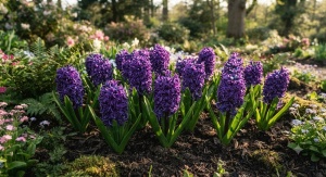 Bulbi de Zambile Purple – Pachet 3 Bulbi