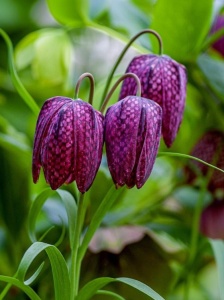 Bulbi Fritillaria - Meleagris - 15 bulb
