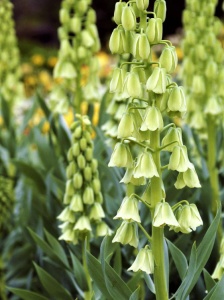 Bulbi Fritillaria - Persica Ivory Bells - 1 bulb
