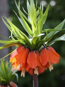 Bulbi Fritillaria - Rubra Maxima - Aqua Flowers - Img 1