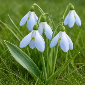 Bulbi Ghiocei – Galanthus Sky Drop – Pachet 5 Bulbi