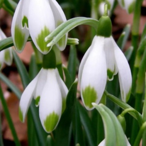 Bulbi Ghiocei - Viridi – Pachet 5 Bulb