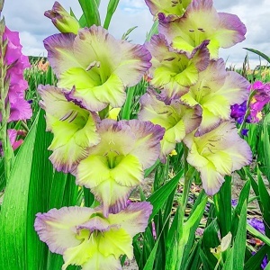 Bulbi Gladiole - Moonlight Shadow – Pachet 5 Bulbi