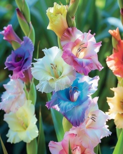 Bulbi Gladiole - Rainbow Mix – Pachet 3 Bulbi