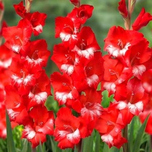 Bulbi Gladiole - Sparkler – Pachet 3 Bulb