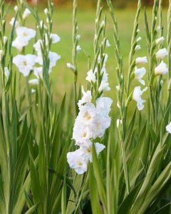Bulbi Gladiole - White Prosperity – Pachet 3 Bulbi - Img 3