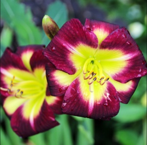 Bulbi Hemerocallis - Night Beacon – Pachet 1 Bulb - Aqua Flowers - Img 1