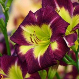 Bulbi Hemerocallis - Night Beacon – Pachet 1 Bulb
